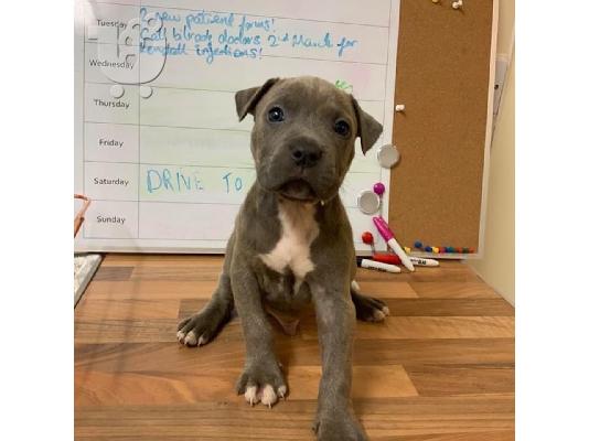 Pitbull